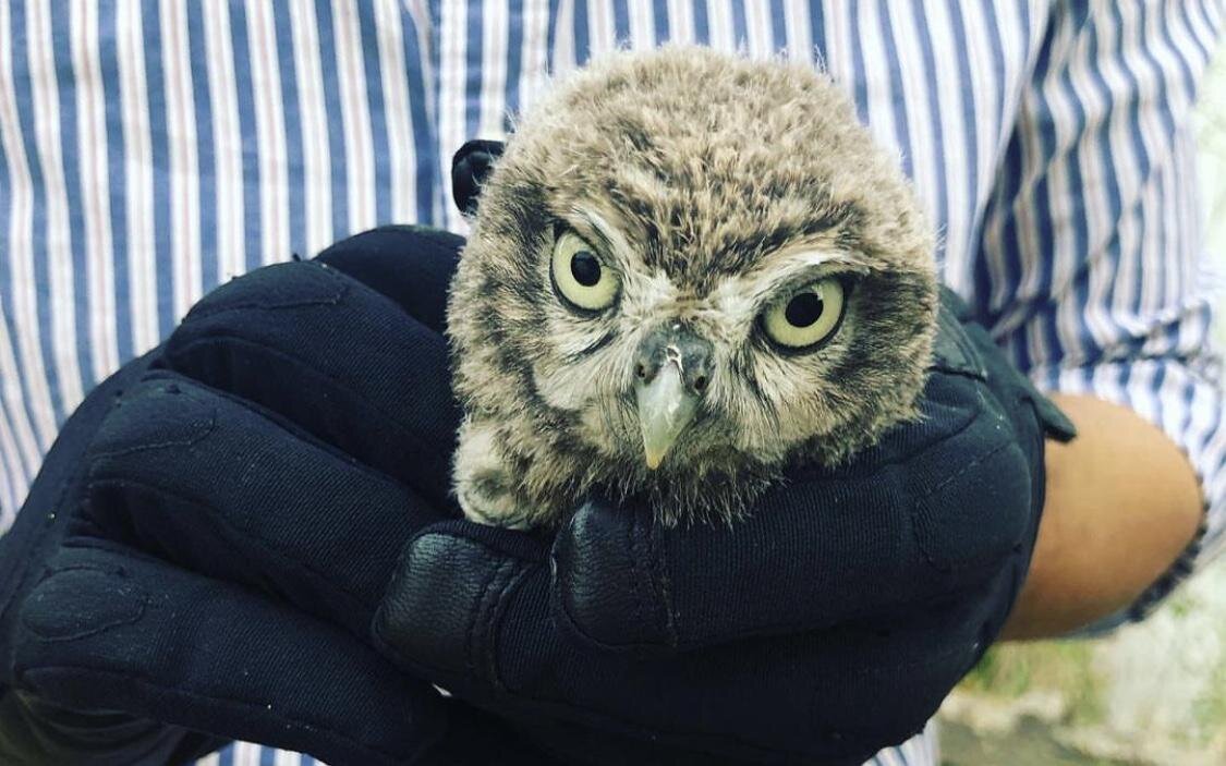 Мария Соуза для РБК📷Зоозащитники спасли совенка, выпавшего из гнезда, Португалия