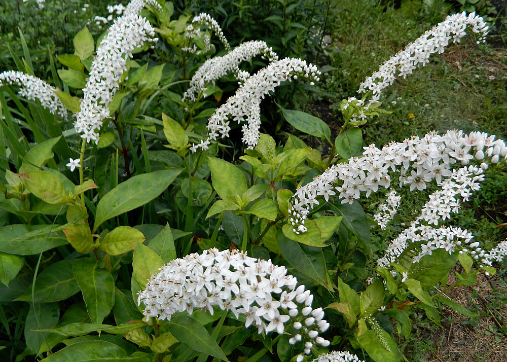 Вербейник Clethroides