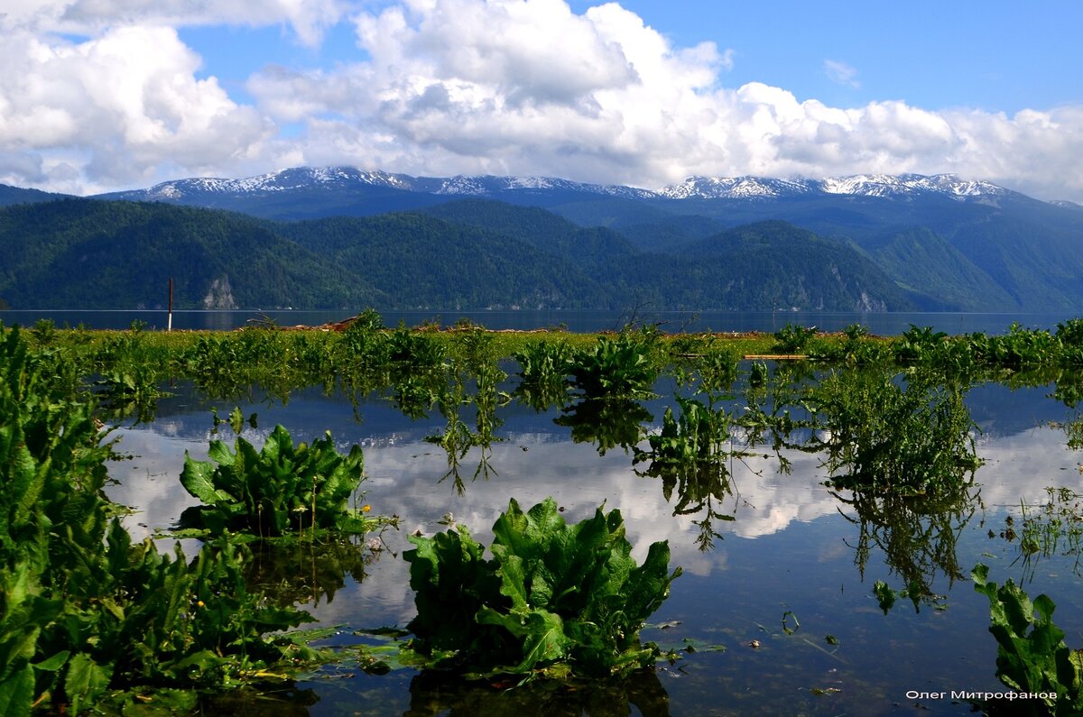 Озеро Телецкое Алтайский край фото