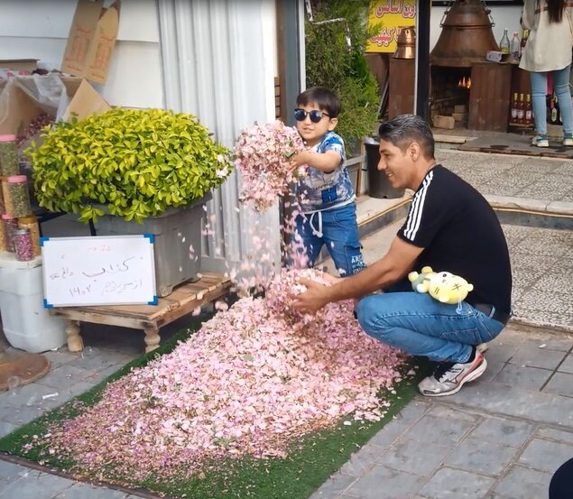 Как я уже писал, в эти дни в Иране проводится фестиваль роз.  Идёт фестиваль целый месяц – с 21 апреля по 21 мая (весь месяц ордибехешт).