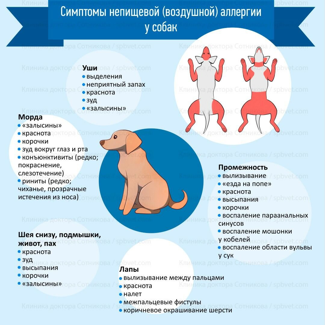 Непищевая аллергия (воздушная аллергия, атопия) | Ветклиника Сотникова |  Дзен