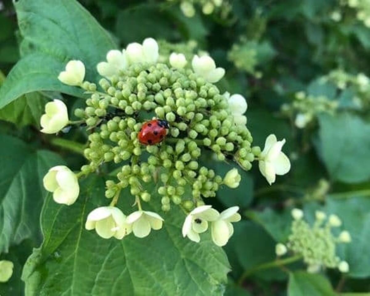 Тля часто поражает калину