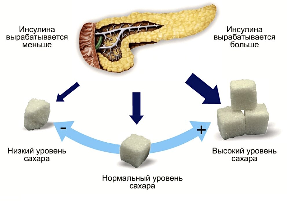 Найди рисунок на котором изображена железа вырабатывающая гормон инсулин