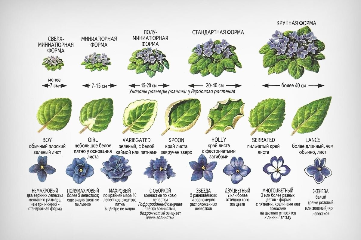 Каталог фиалок с фото, названием и описанием: 250+ сортов домашних сенполий