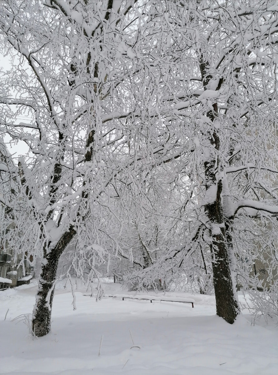 Для красоты: мороз без солнца, но день всё равно чудесный. Все фото - мои.