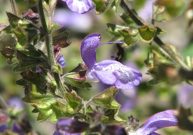 Размножение шалфея. Сальвия. Salvia farinacea. Salvia forsskaolei. Шалфей шаблон.