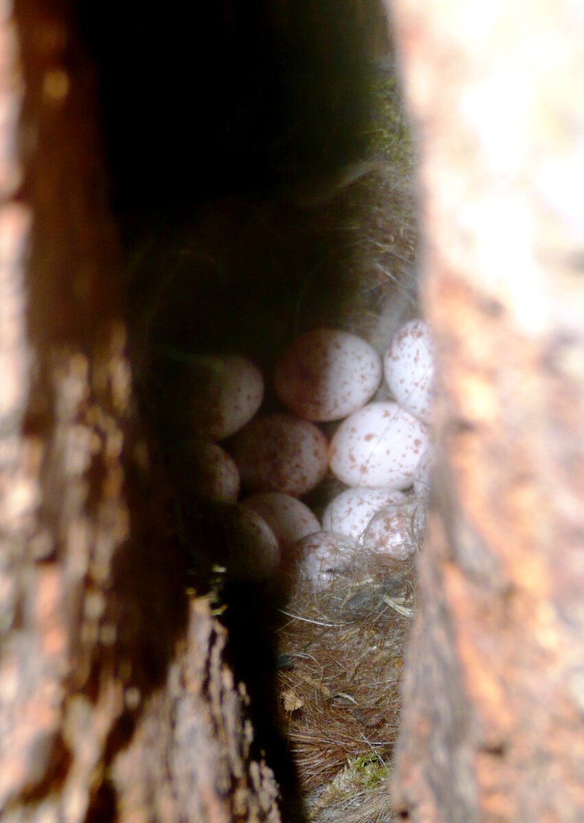 Кладка в щели ствола - довольно большая для синицы - 11 яиц