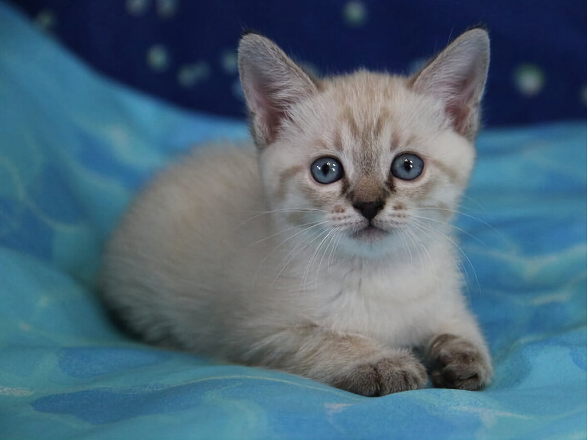 Маленький котенок тайский тебби Пойнт