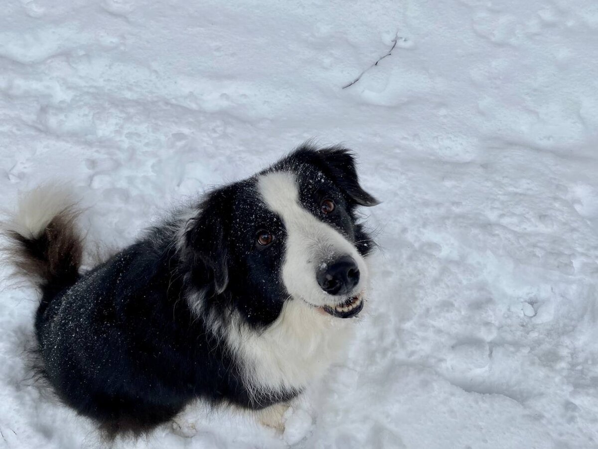 Баста – очень злая собака)