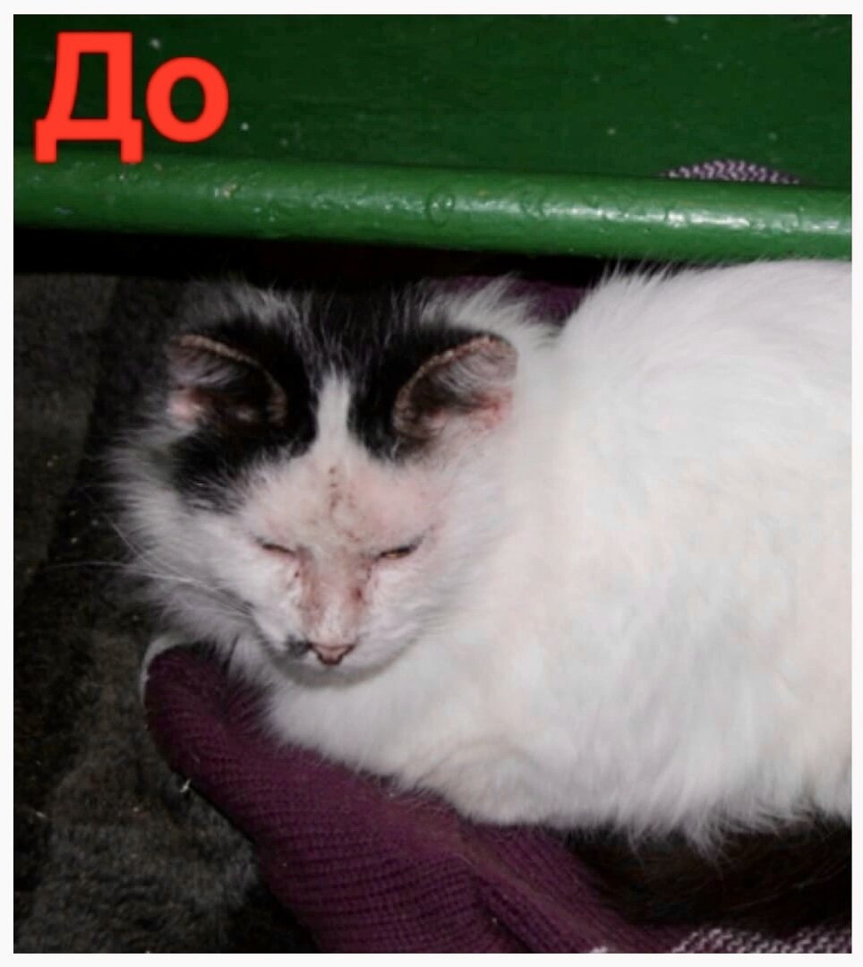 Таким Саймон попал к нам…