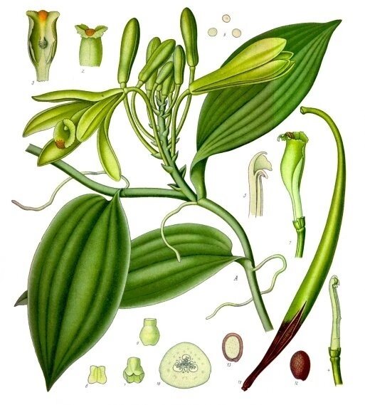 Ботанический рисунок 