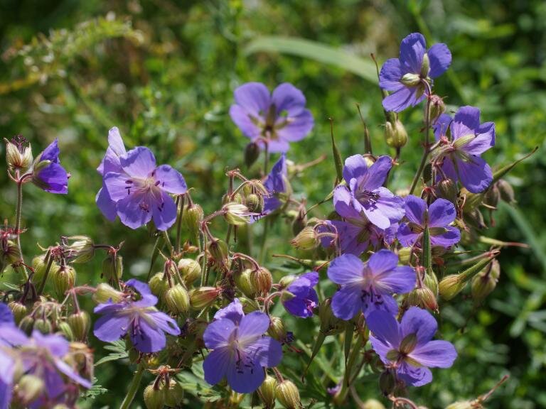 Герань луговая.