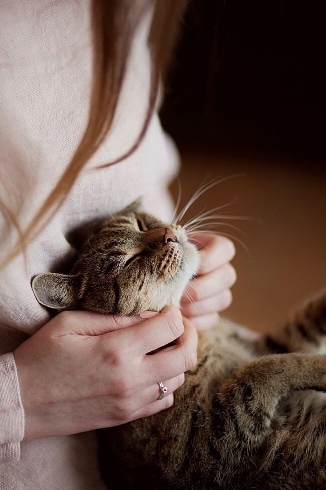 Фото заимствовано с сайта https://ru.pinterest.com/