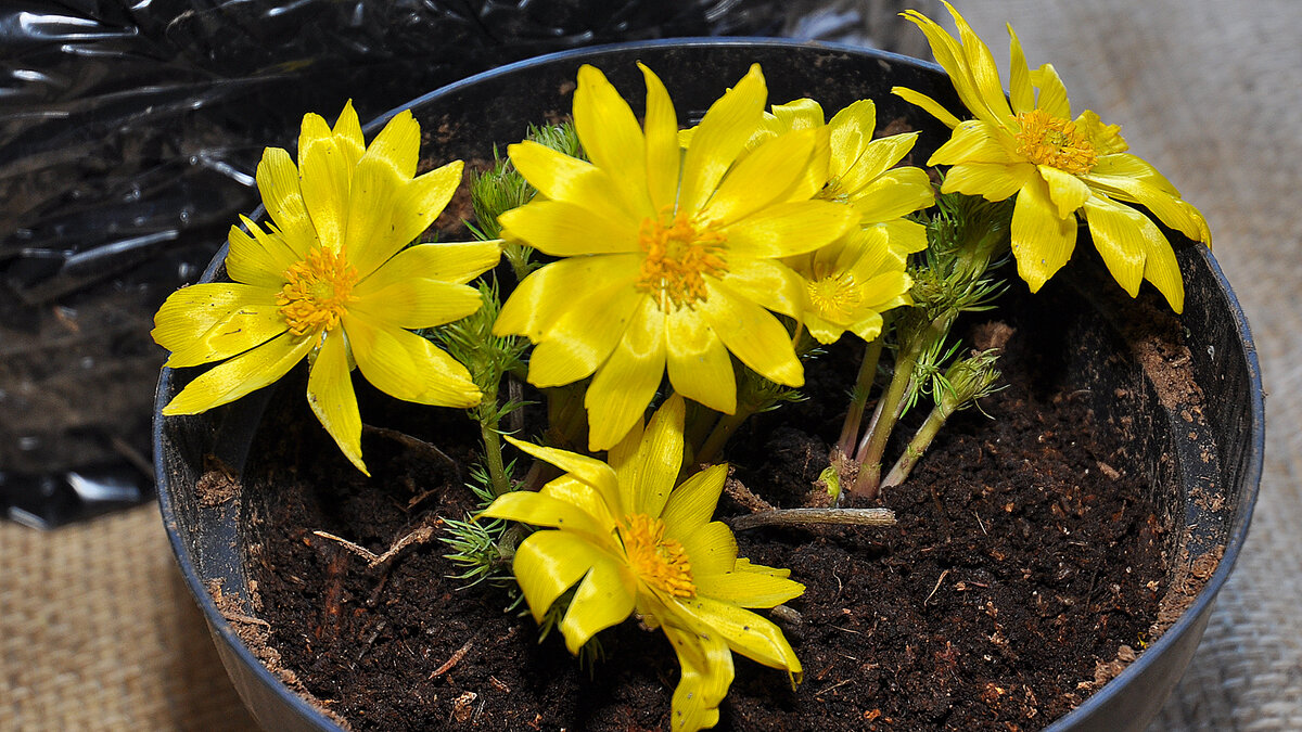 Адонис весенний