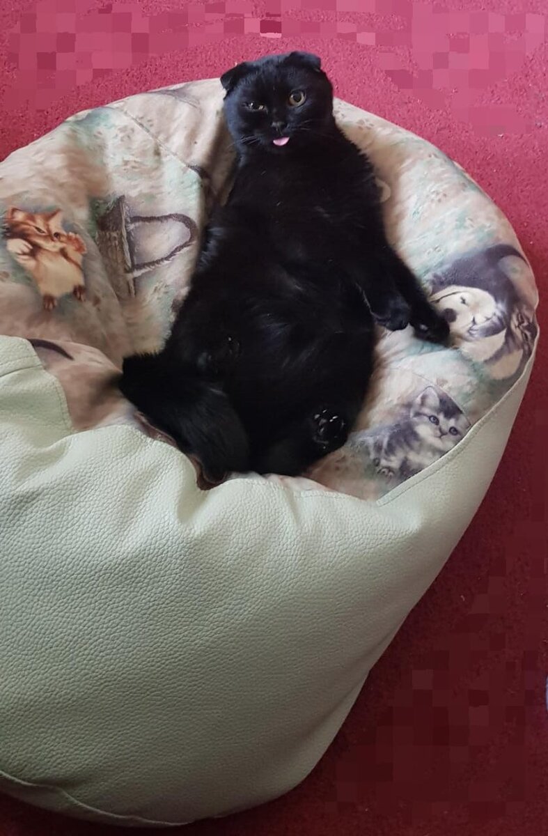 Спал кот - Васька очень крепко. Смешные коты.