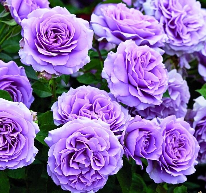 Роза флорибунда лав Сонг  фото из открытых источников интернета