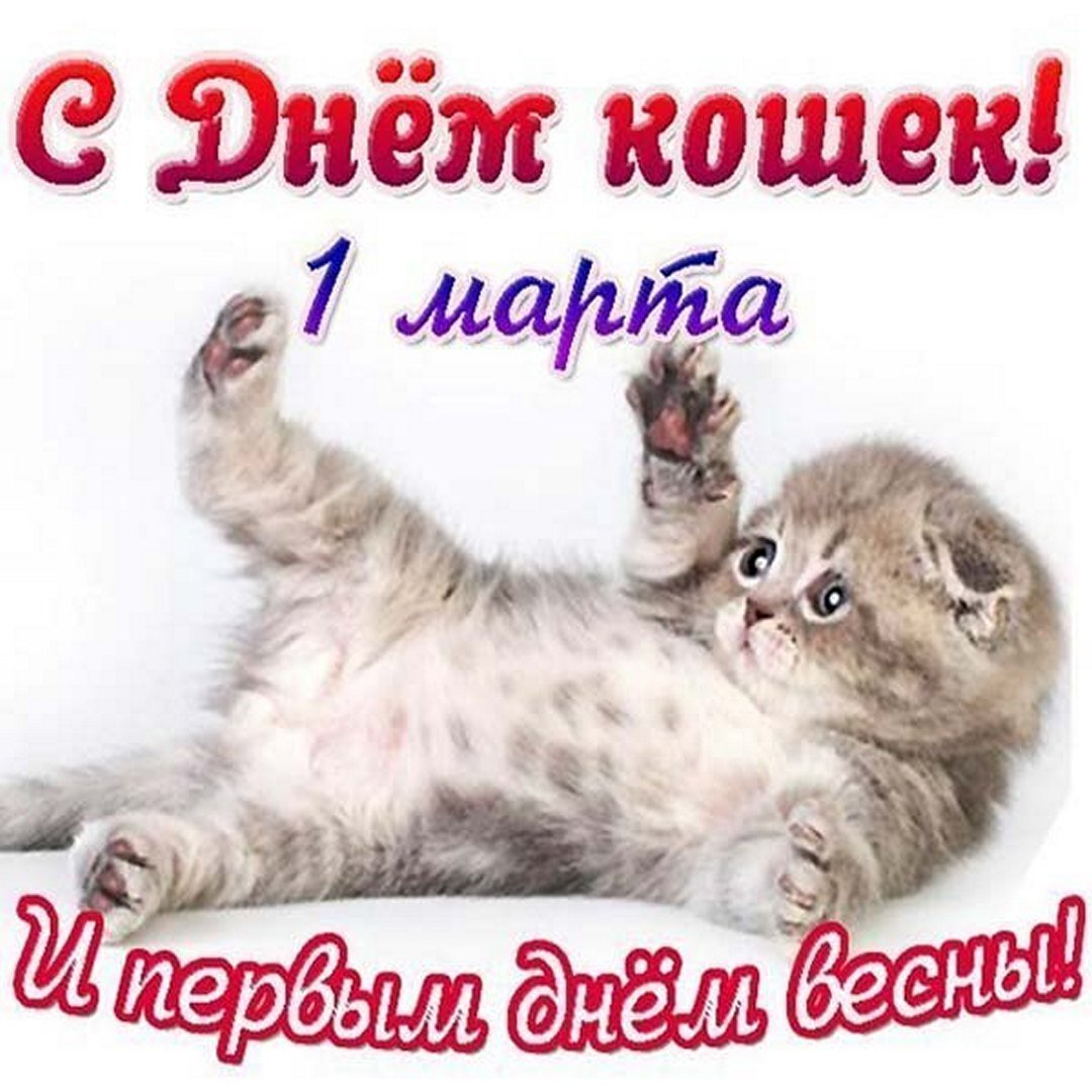 день котов и кошек