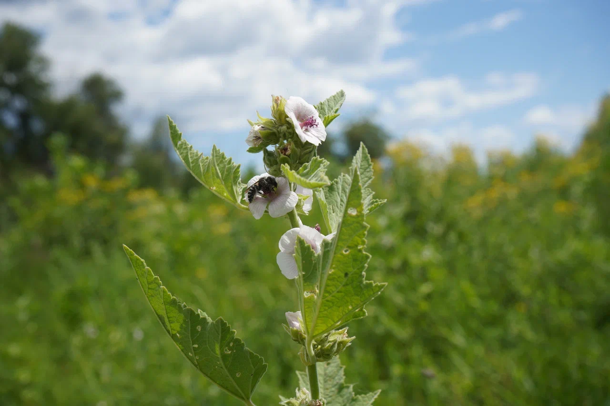 Авторское фото волгоградского ученого и фотографа Елены Попковой: https://www.saatchiart.com/account/artworks/1599809