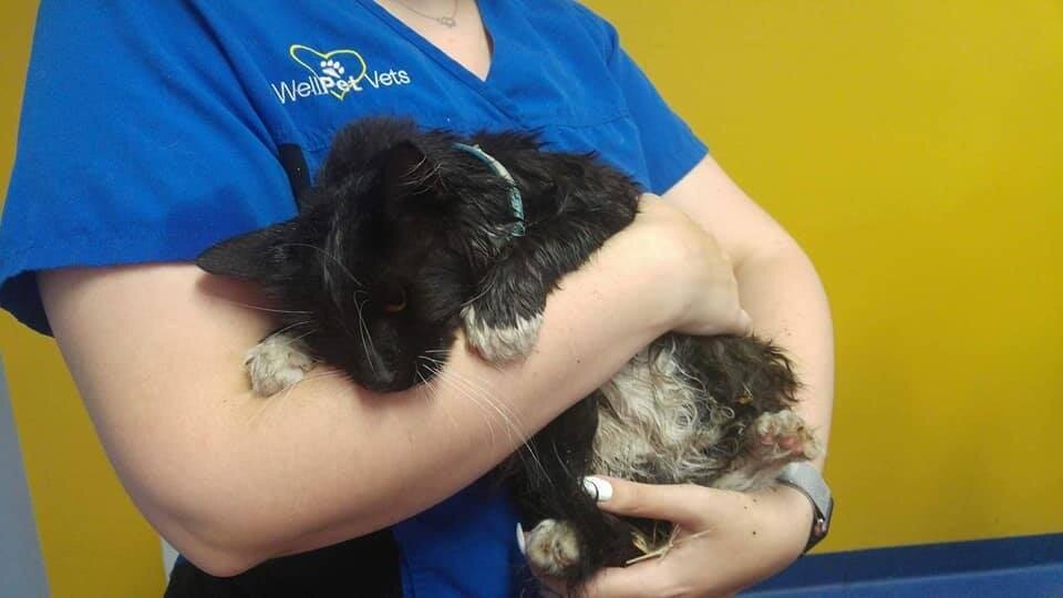 Источник фото: https://kote.mirtesen.ru/blog/43429712344/Semya-spasla-koshechku,-edva-ne-utonuvshuyu-vo-vremya-livnya?utm_referrer=mirtesen.ru