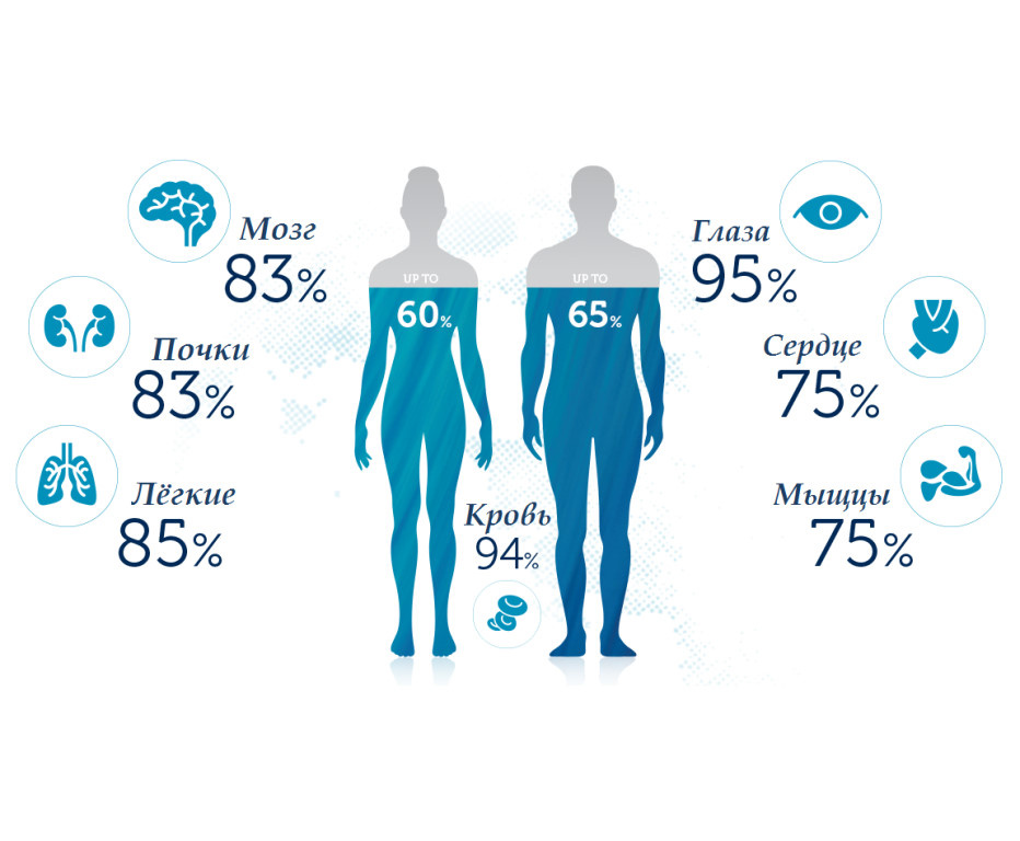 процент содержания воды в различных органах человека