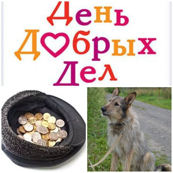 День стольника для животных картинки