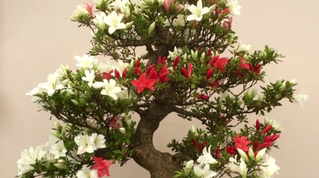 Азалия
Источник: https://www.gyorplusz.hu/kertbarat-magazin/a-nemzeti-bonsai-gyujtemenyben-jartunk/