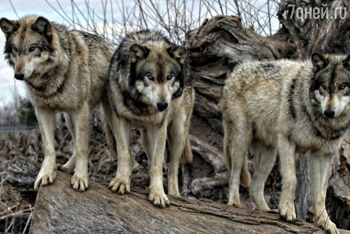    К чему снятся волки 123RF/legion-media.ru