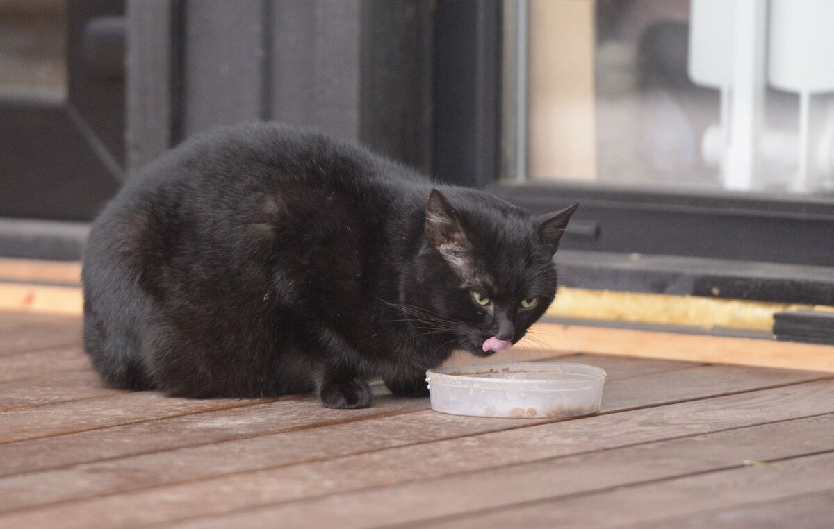 Сейчас у нас столуется черный кот. Приходит по утрам и требует завтрак. Рыжий не рискует появляться пока черный где-то рядом. Он явно Альфа.  Мы называем его Кот-Обормот. Не спрашивайте почему.