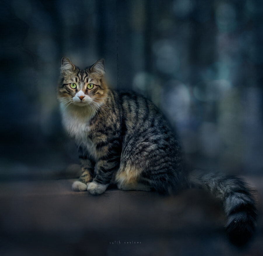 Название: windows cat.. Автор: Salih Seviner; https://500px.com/photo/1060789532/windows-cat..-by-salih-seviner