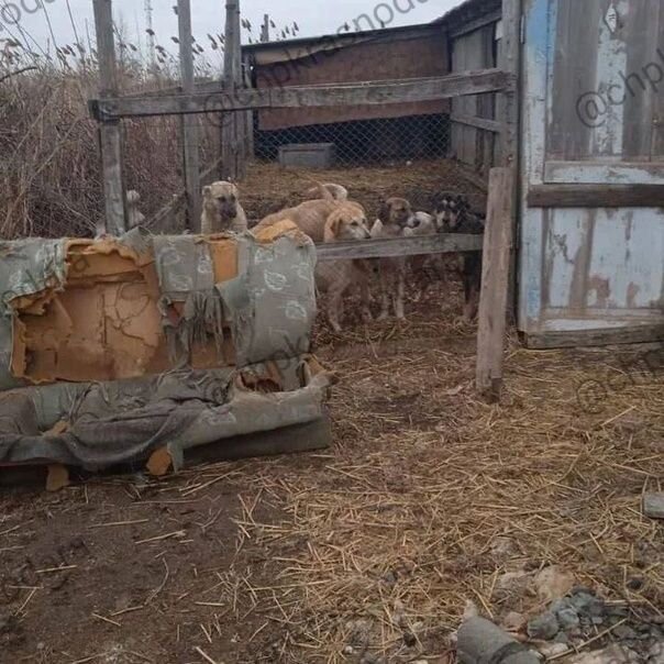 Фото из приюта Шанс