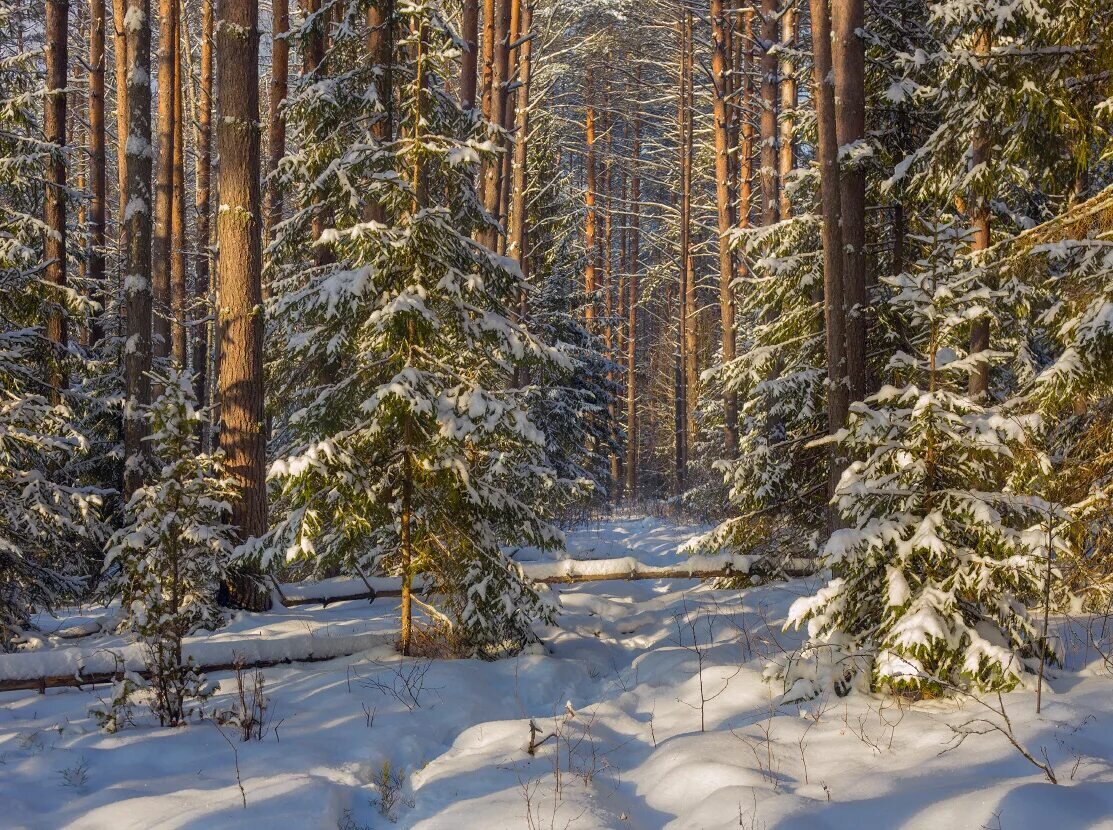 Лес в котором пахнет елью. Зимний лес. Зимой в лесу. Зимний лес днем.