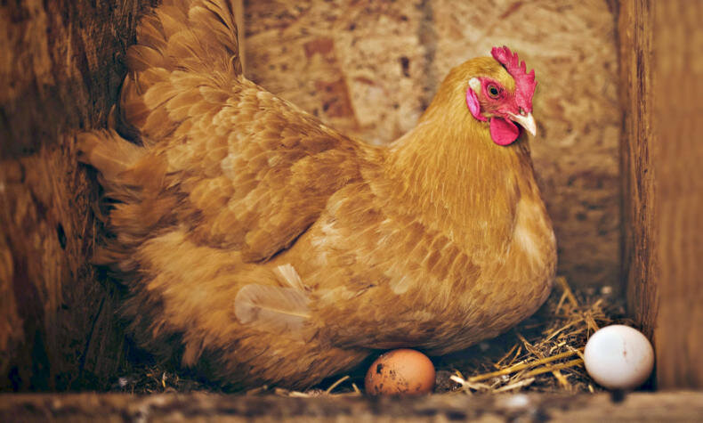 Курочка-несушка
