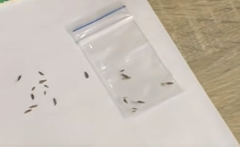 Средние и крупные саемена клематиса. Скрин фото автора