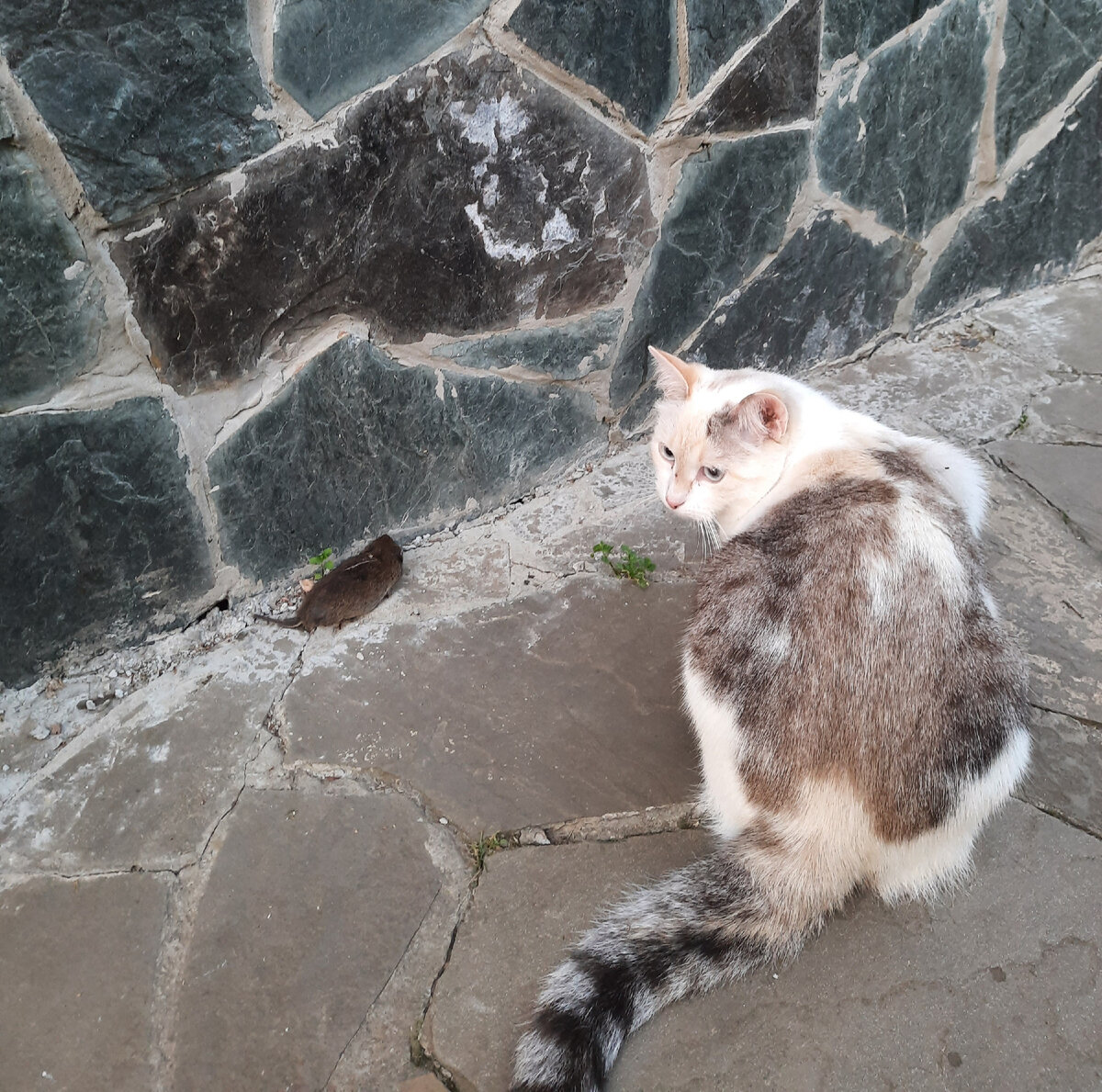 Клякса и мышь. На даче