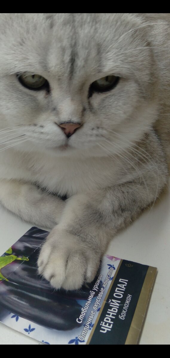 Супер баклажан !Не горький, урожайный, вкусный особенно на мангале)!