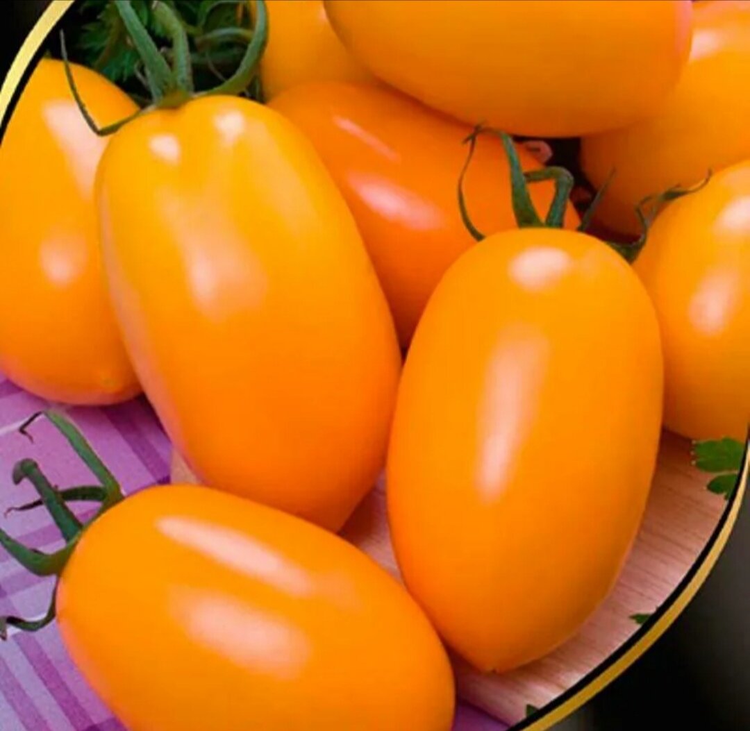 Сорт томатов золотые. Сорт помидор кенигсберг. Сорт томатов золотой кенигсберг. Томат золотая королева сибирский сад. Томат золотой алтын.