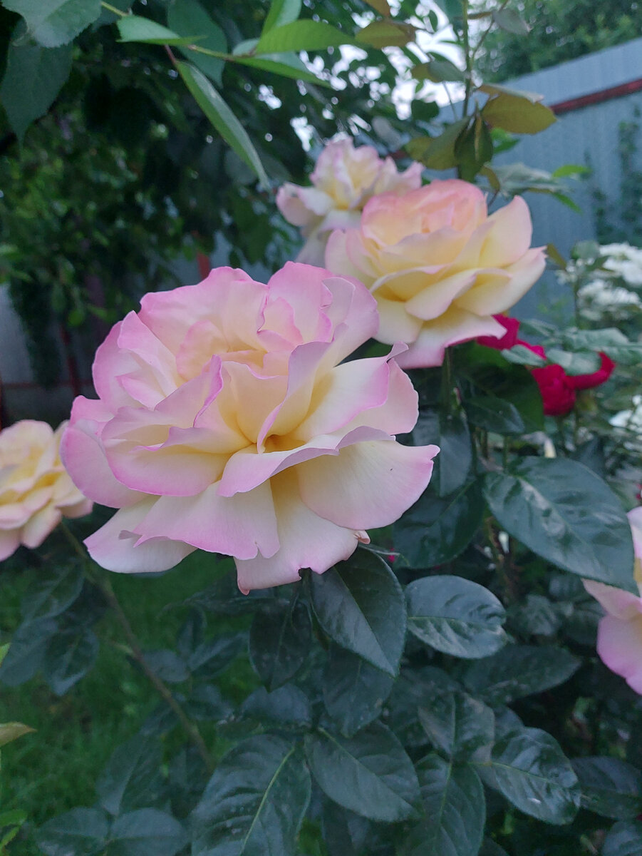 моя любимица по имени Мадам Мейан или Глория Дей