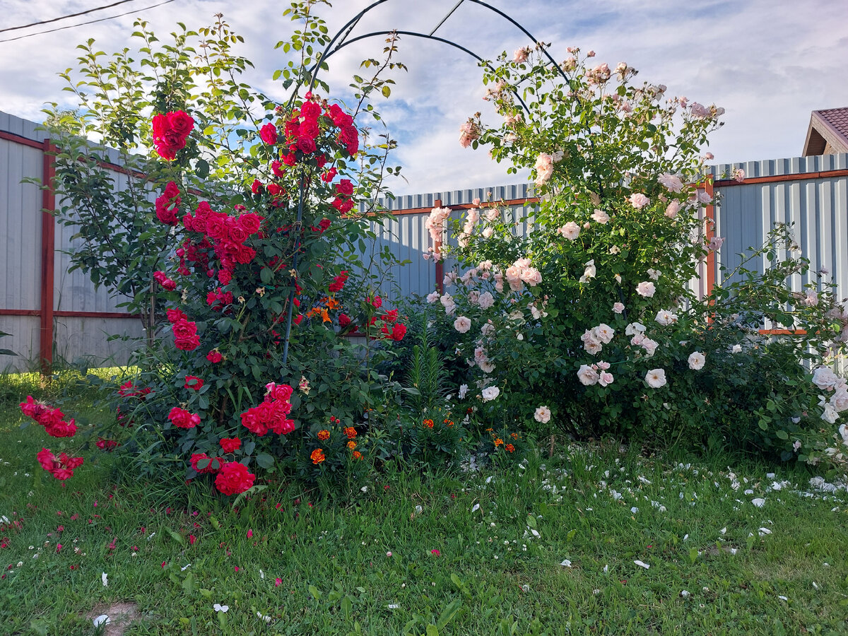 В бледно-розовой свила гнездо птичка