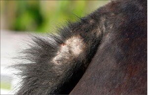 Иногда зуд такой сильный, что лошади сдирают себе кожу (фото Darlene Wolhart)