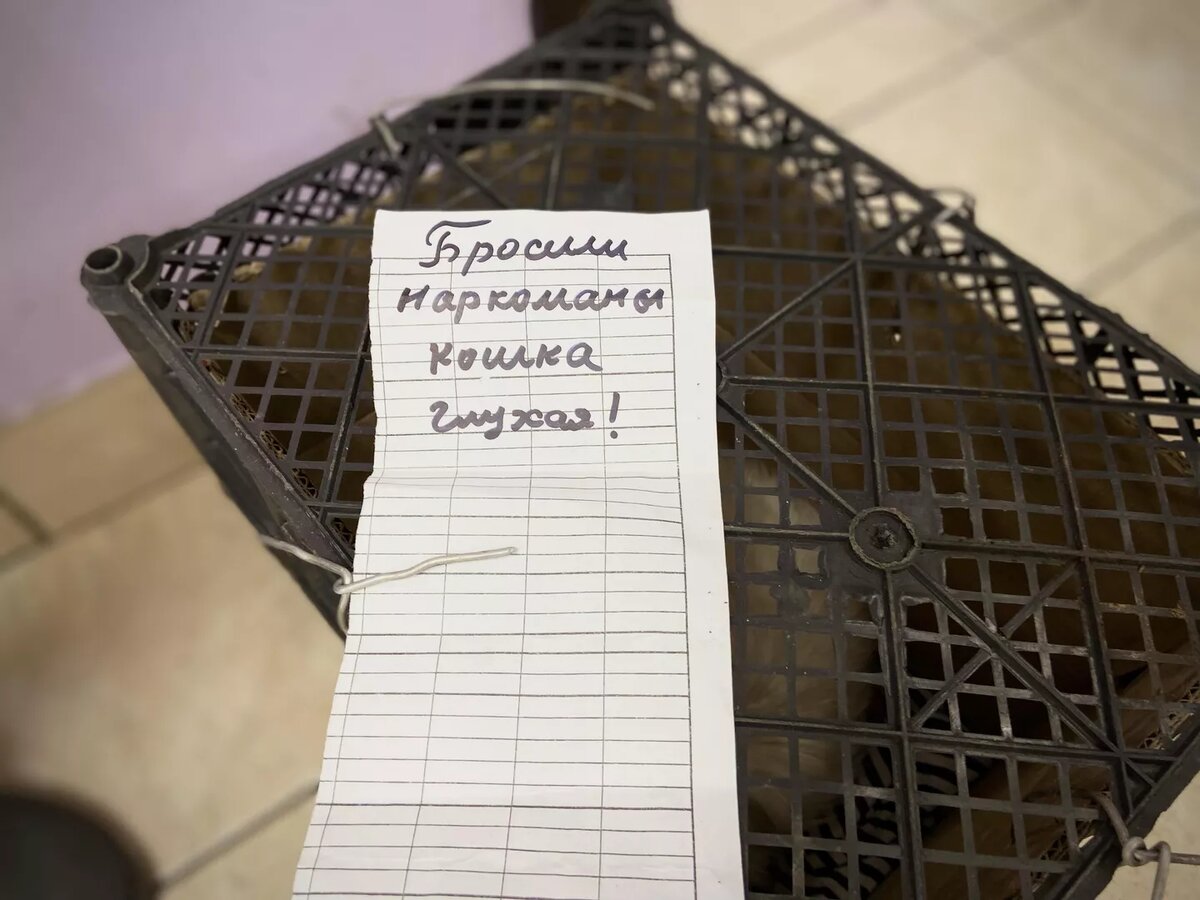 В приют подбросили кошку. © РИА Новости / Мария Марикян