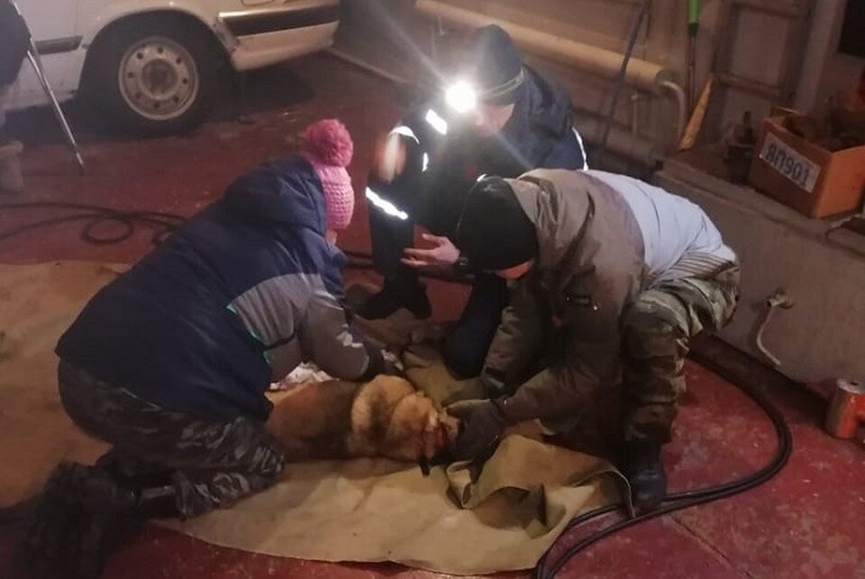     Еще в детстве кто-то надел собаке на шею кольцо от печки и она так и жила Фото: Амурский центр ГЗ и ПБ