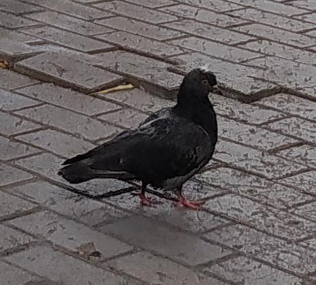 Голуби в городе