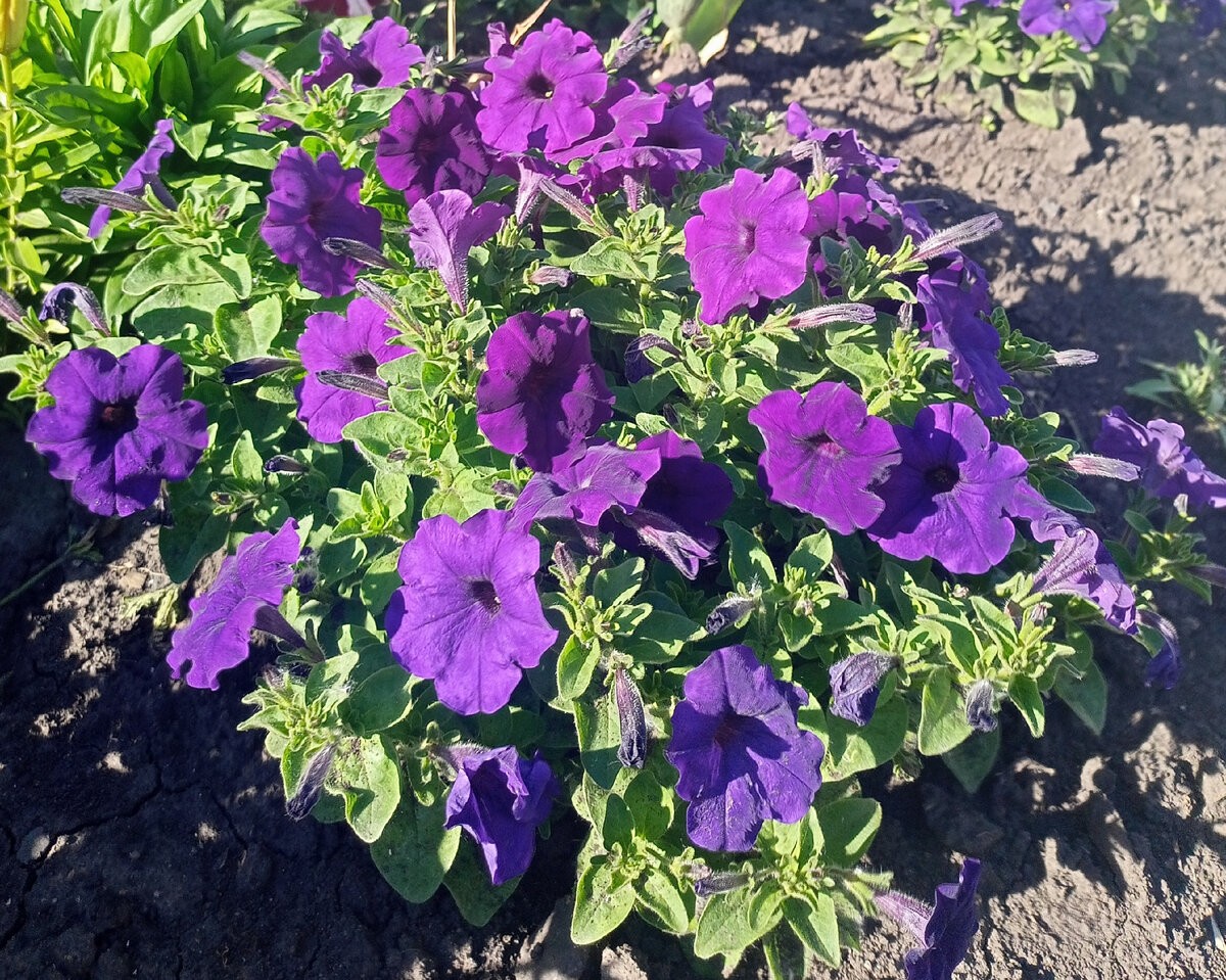 Такие разные петунии. Марко поло, каскадная. Фотография Цветы вокруг нас