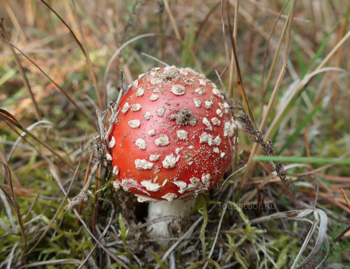несъедобные грибы калужской области с фото