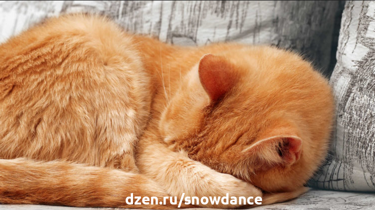 почему кошки прячут нос во время сна