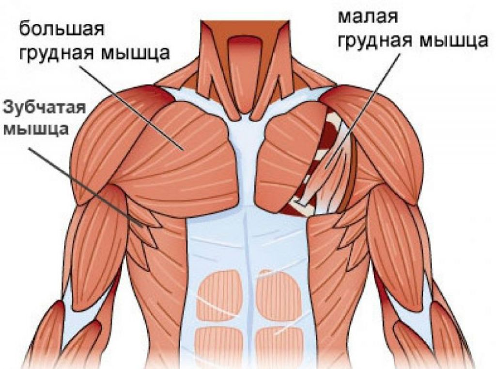 Анатомия большие мышцы