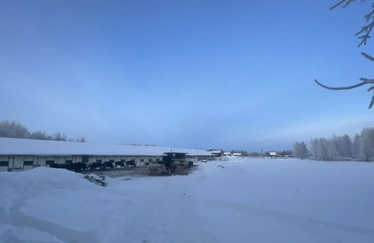    На территории хозяйства есть дом, двухэтажное здание для производства и проживания персонала, сарай, свинарник, три здания без назначения, овощехранилище и погреб