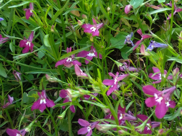 Лобелия с розовыми цветками. Фото автора