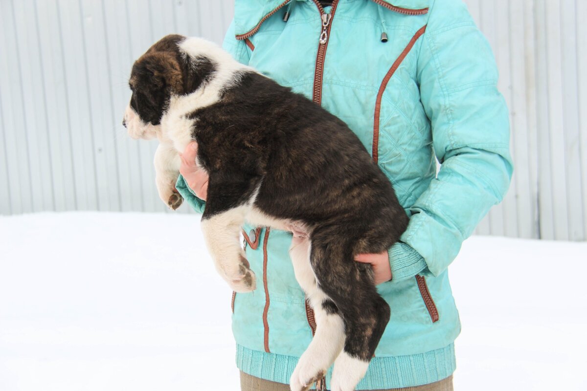 Темно-тигровый кобелёк