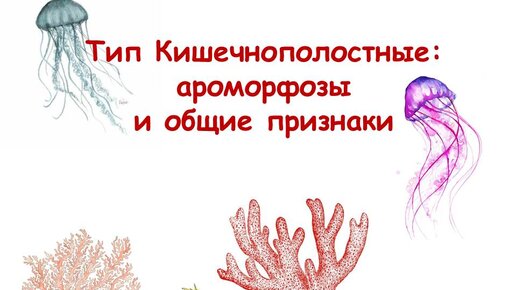 Тип Кишечнополостные: ароморфозы, общие признаки